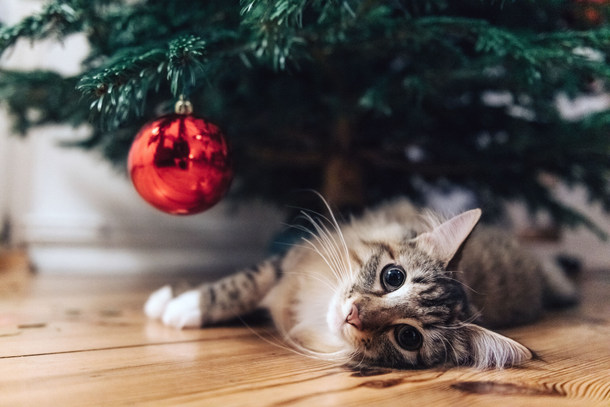 kat onder kerstboom