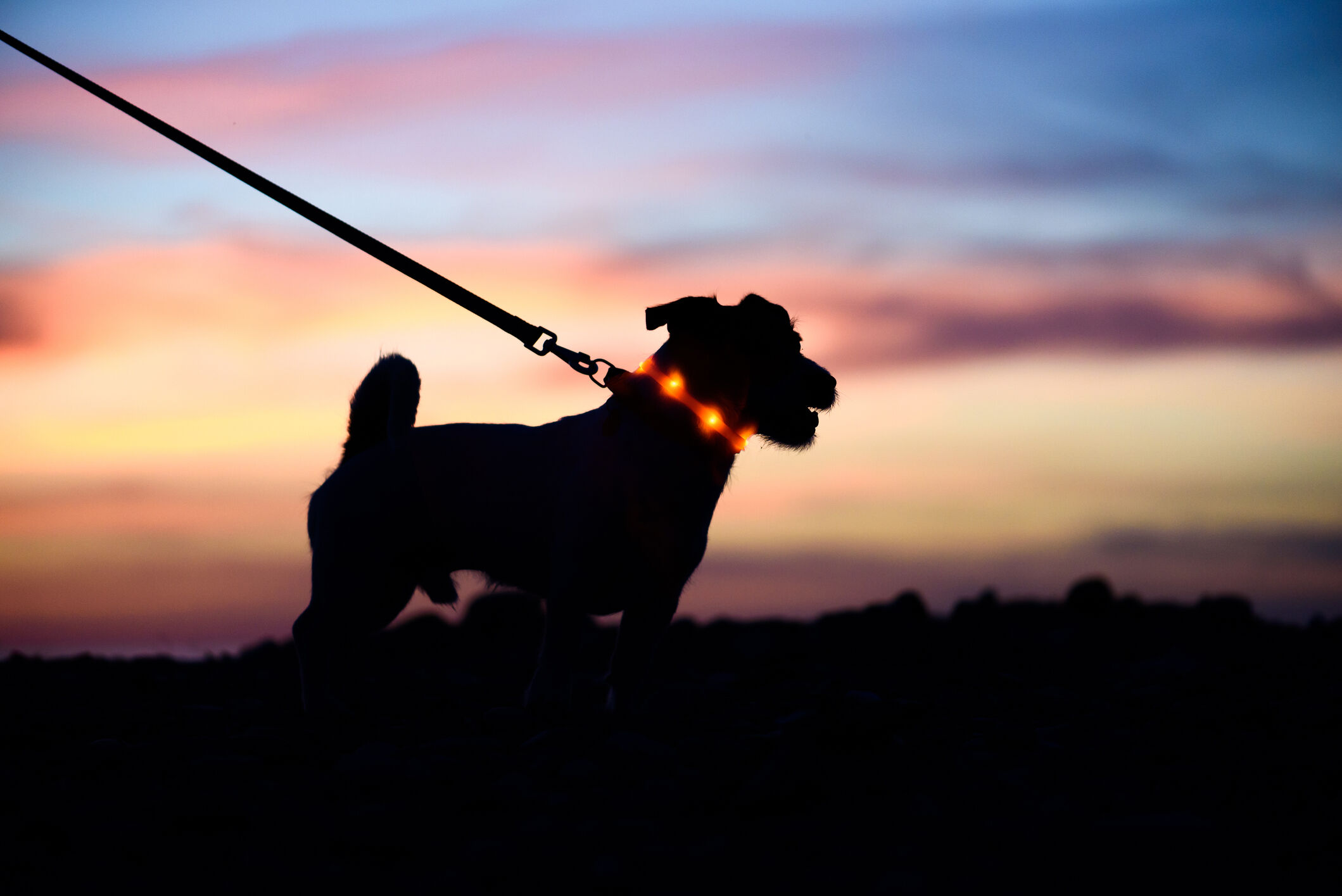 hond met verlichte halsband