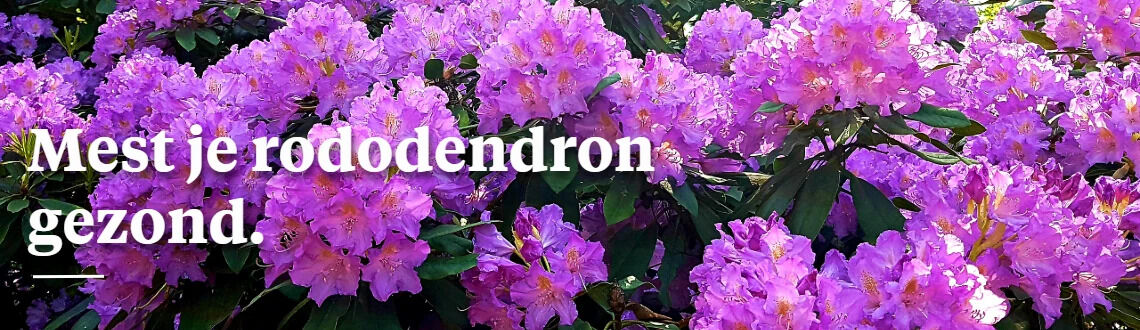 Rododendron bemesten? Zo doe je dat - Welkoop