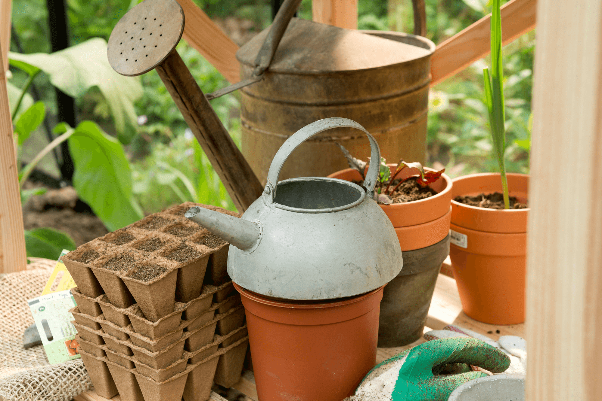 Top 20 groenten zaaien - advies Welkoop