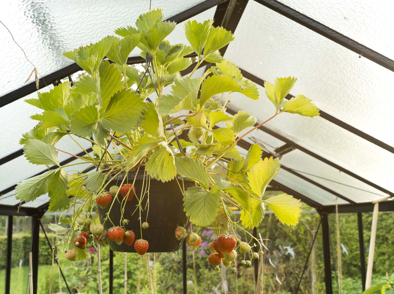 Tomaten en pepers in een koude kas
