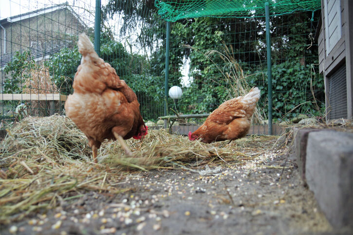 kippen afschermplicht hobbykippen welkoop
