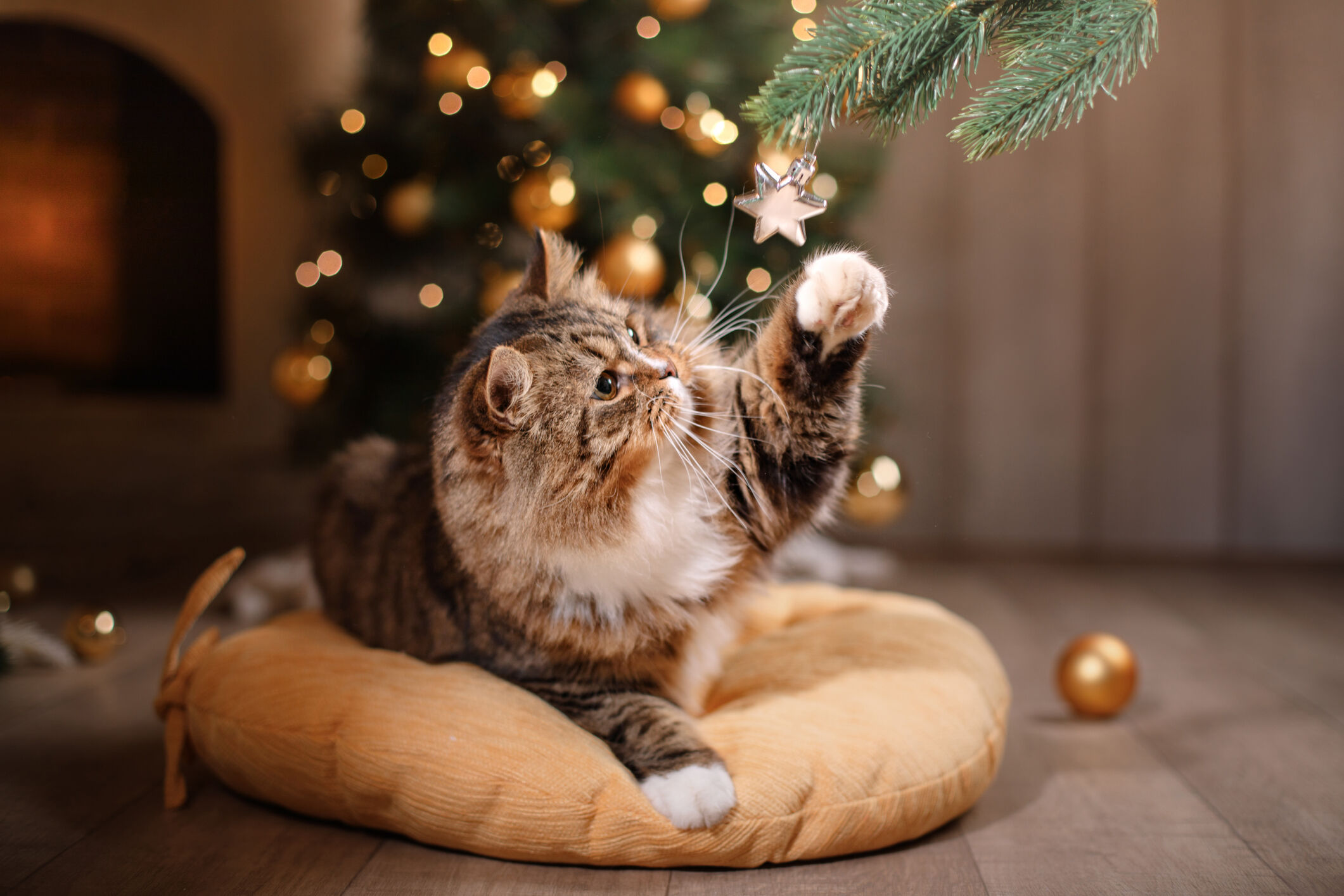 Veilig kerst met je kat Veilig kerst met je kat