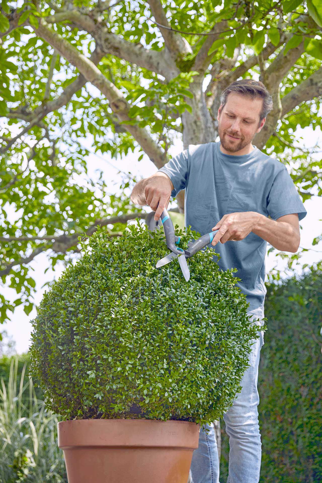 doescheri rubber plant Full Size Rubber Tree Bush