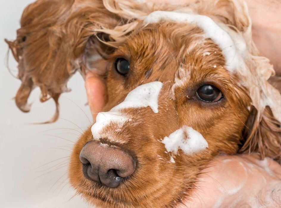 Dogwash- Welkoop