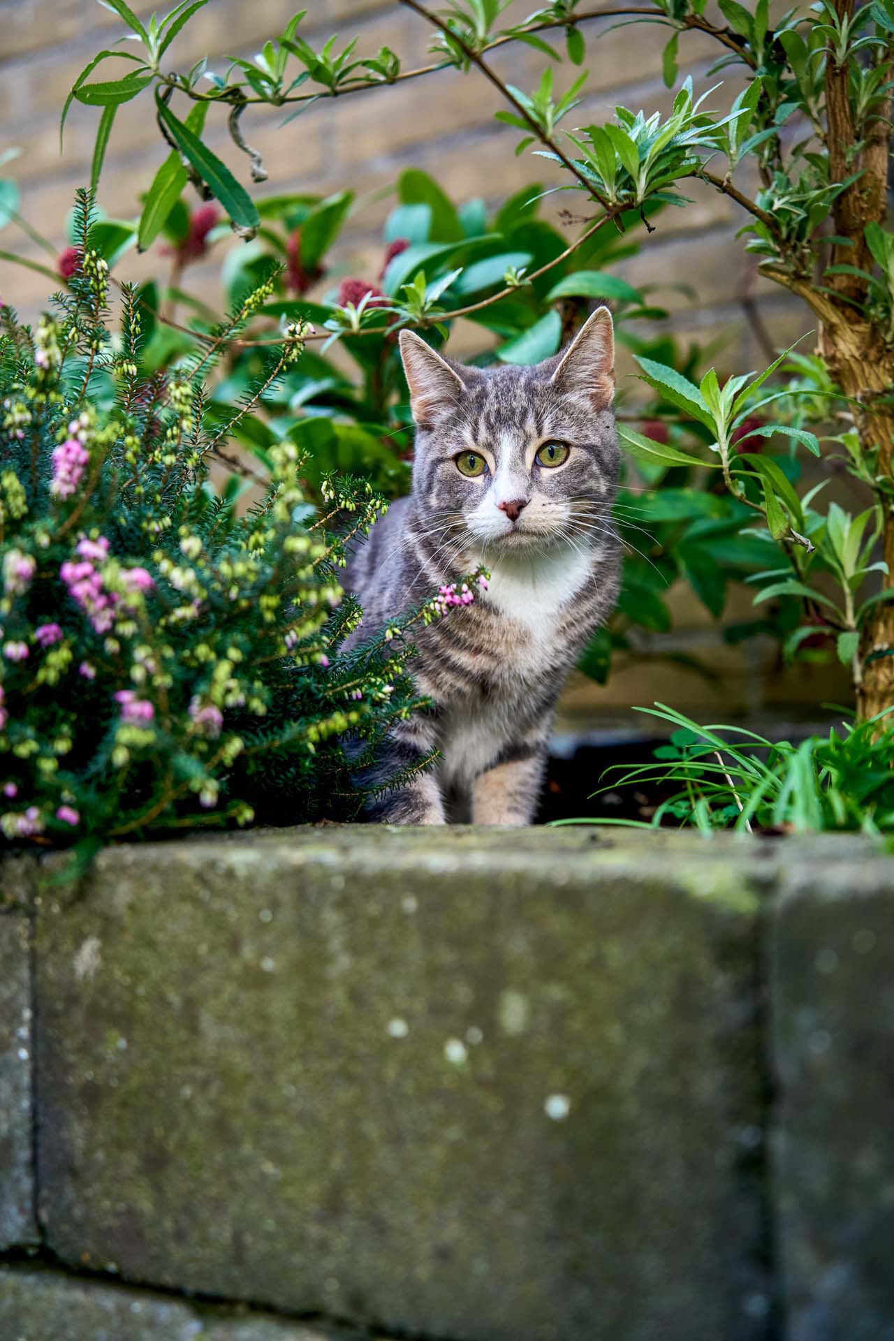 Teek verwijderen bij je kat Teek verwijderen bij je kat