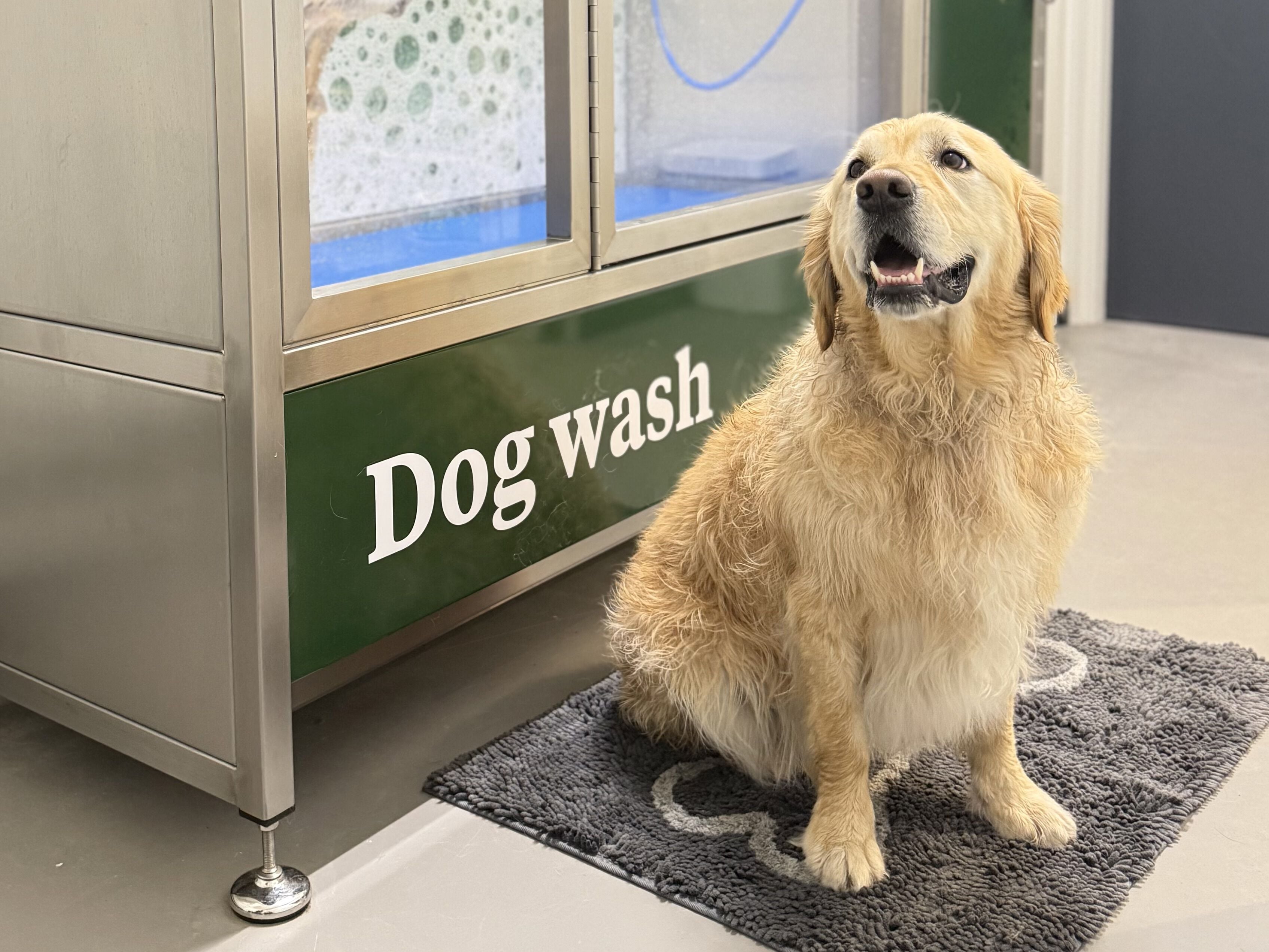 dogwash