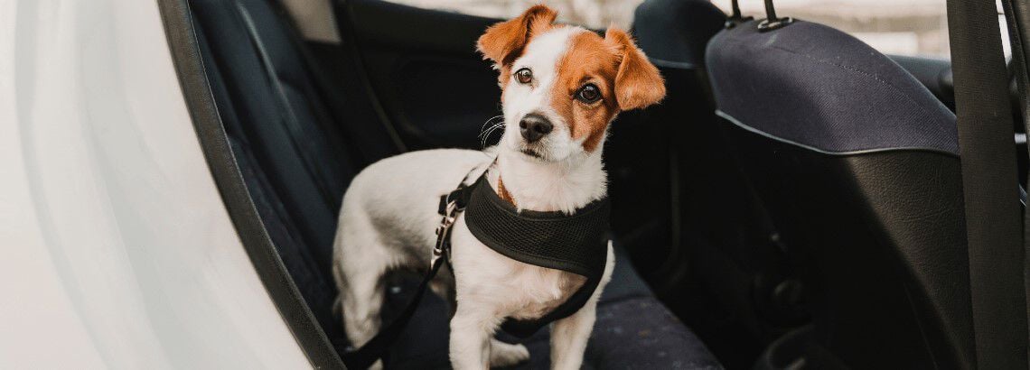 Hoe vervoer je een puppy in de auto? - Welkoop