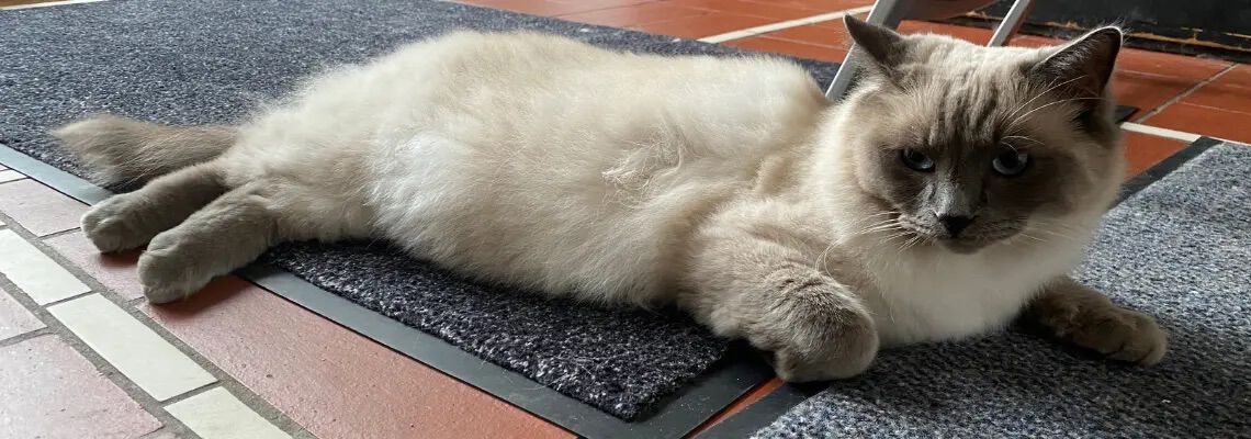 [paste advice page name here]