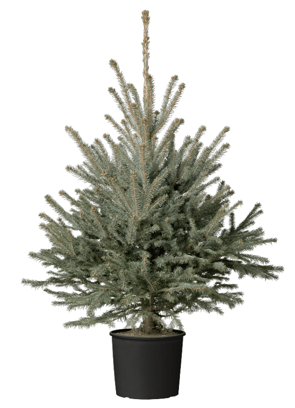 Fijnspar in pot welkoop Fijnspar in pot welkoop