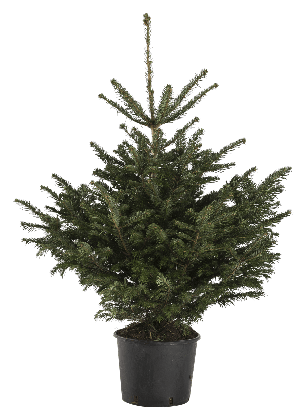 Nordmann in pot welkoop Nordmann in pot welkoop