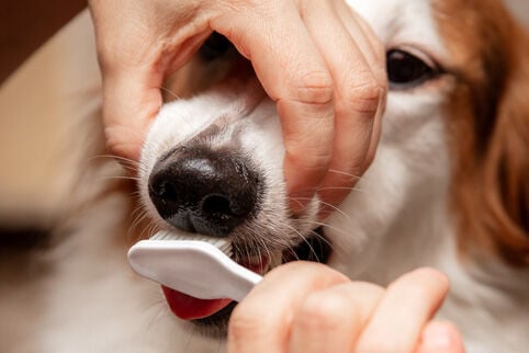 hoe poets ik de tanden van mijn hond