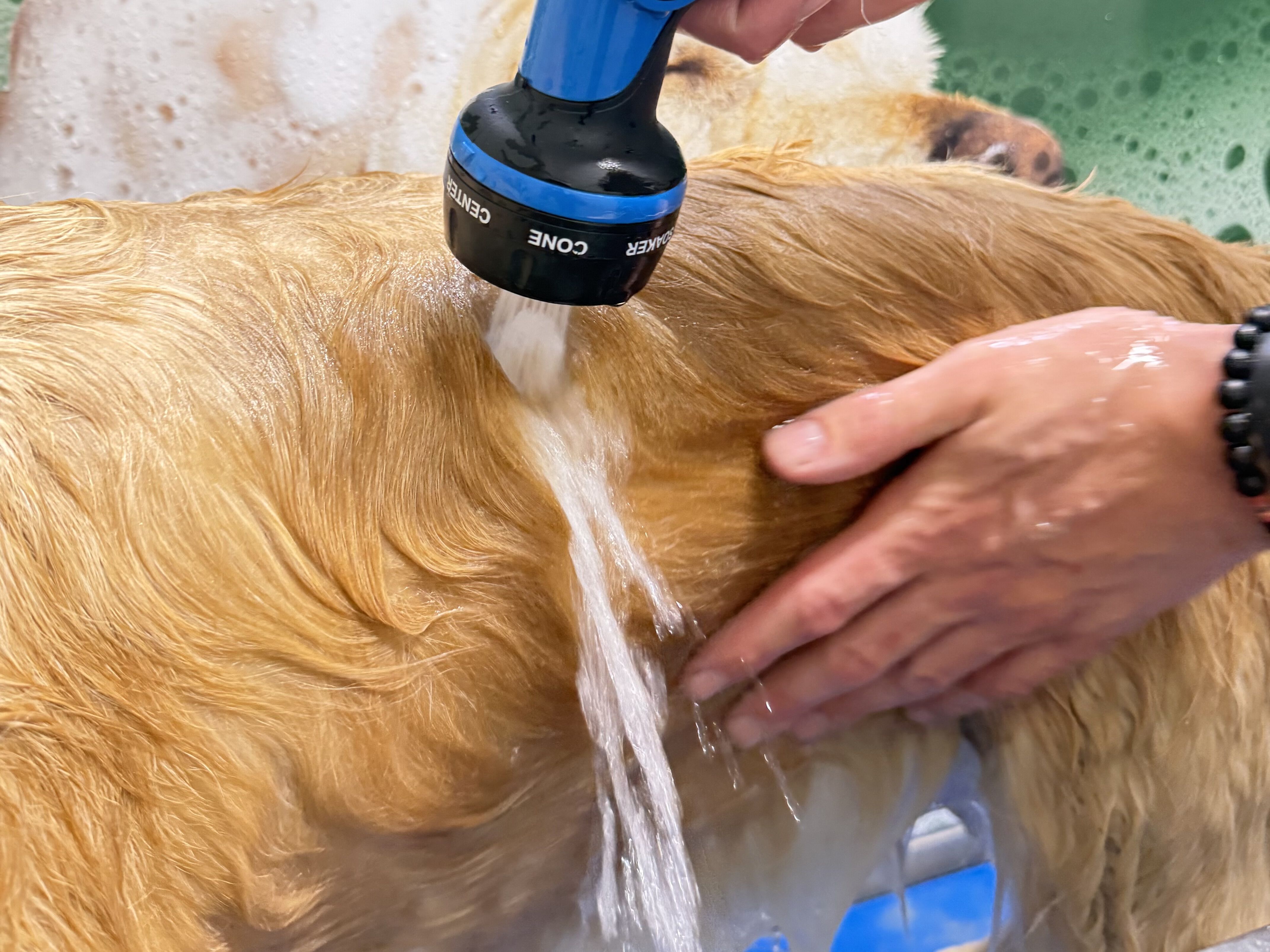 hond wassen