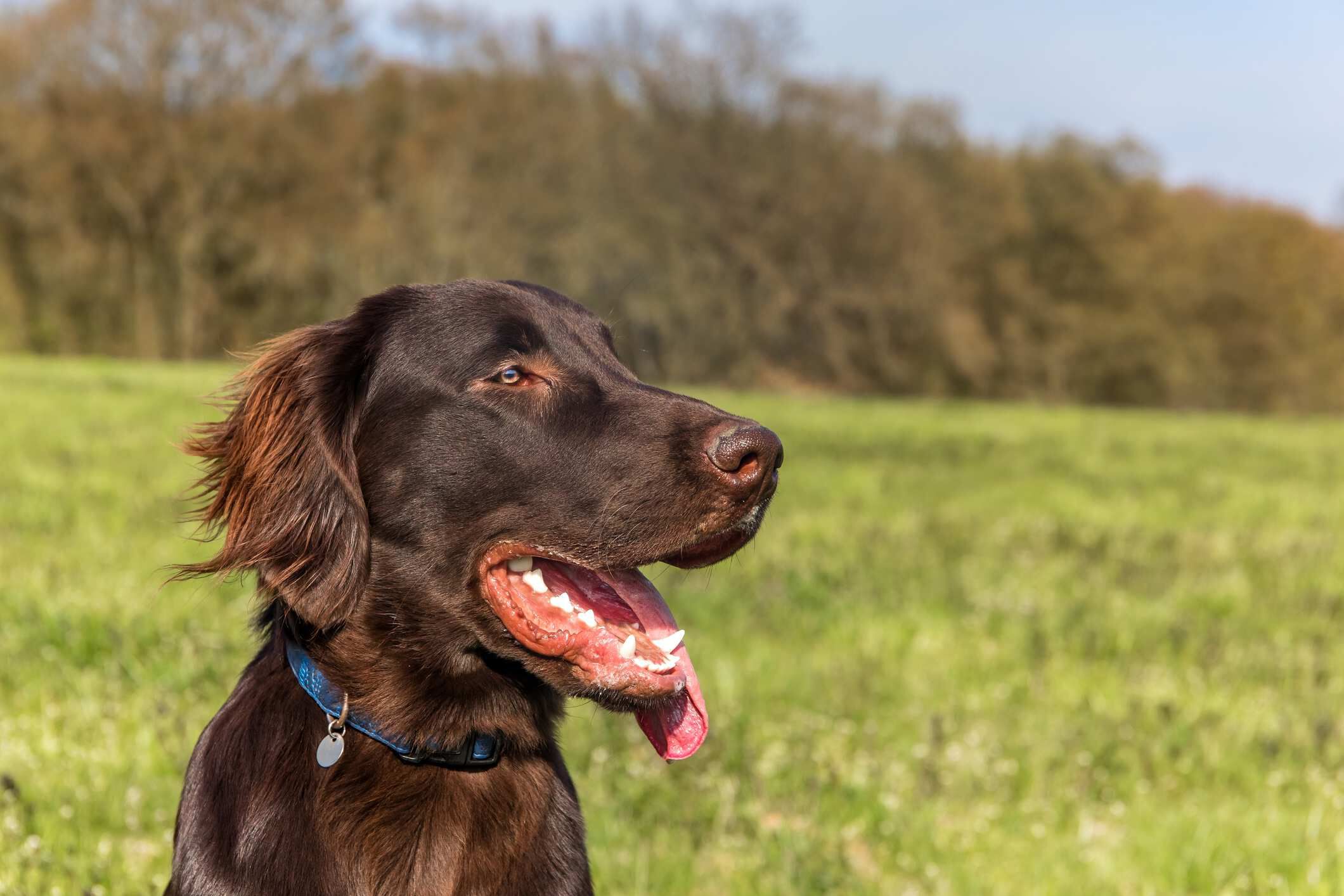 Hond leren apporteren