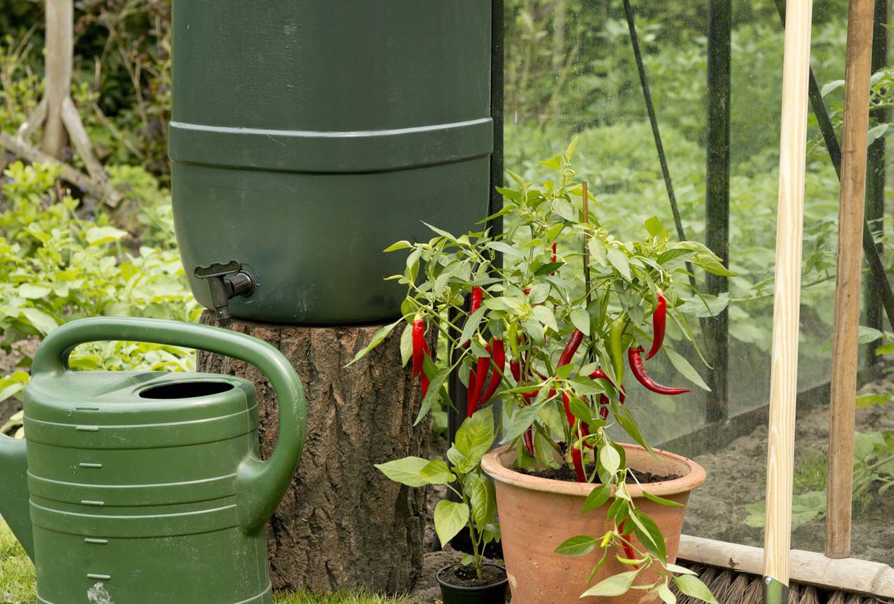 tomaten oogsten