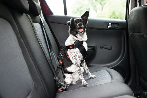 Hoe vervoer je een puppy in de auto? - Welkoop