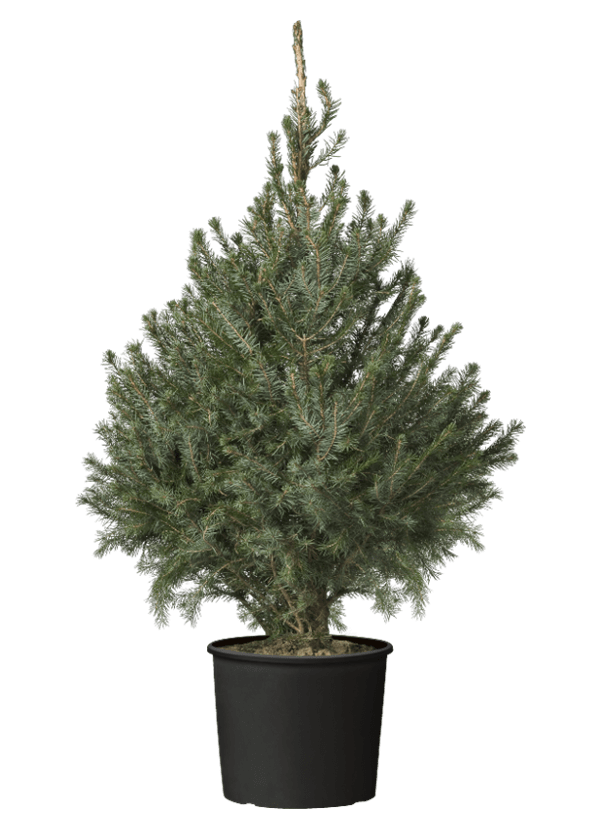 Omorika in pot welkoop Omorika in pot welkoop