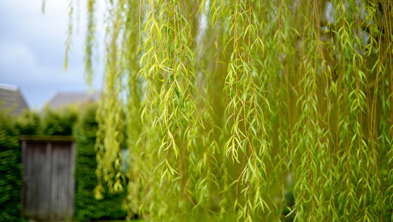 [paste advice page name here]