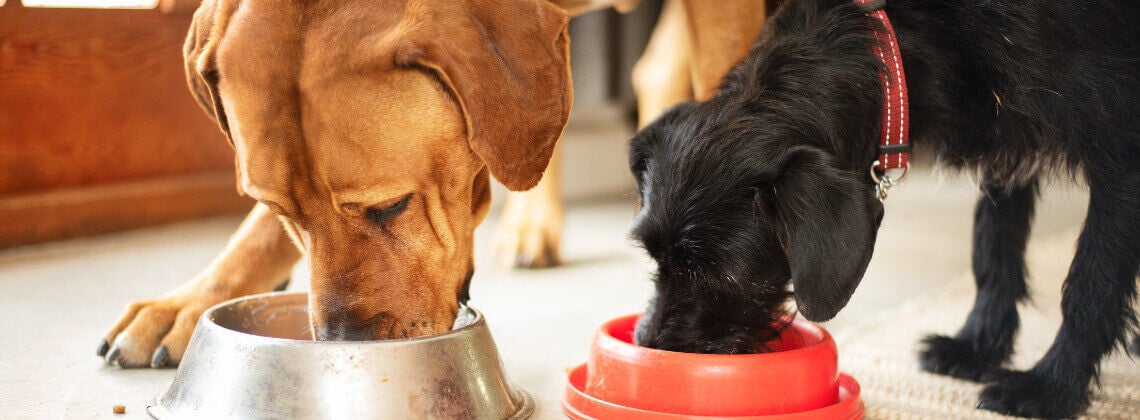 Overstappen van hondenvoer