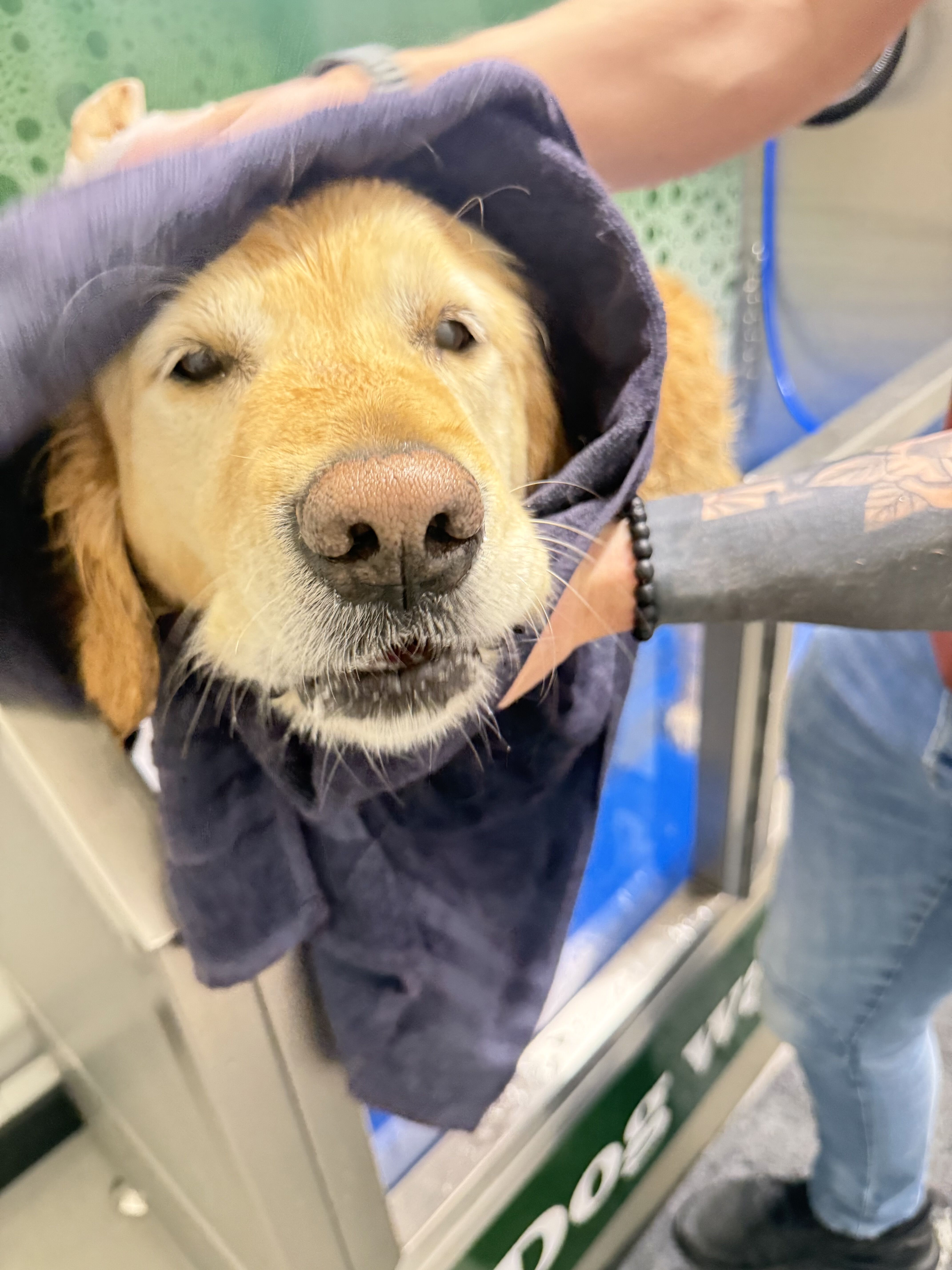 hond afdrogen
