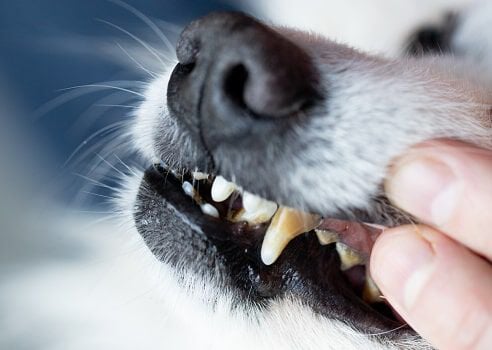 hond voer advies welkoop