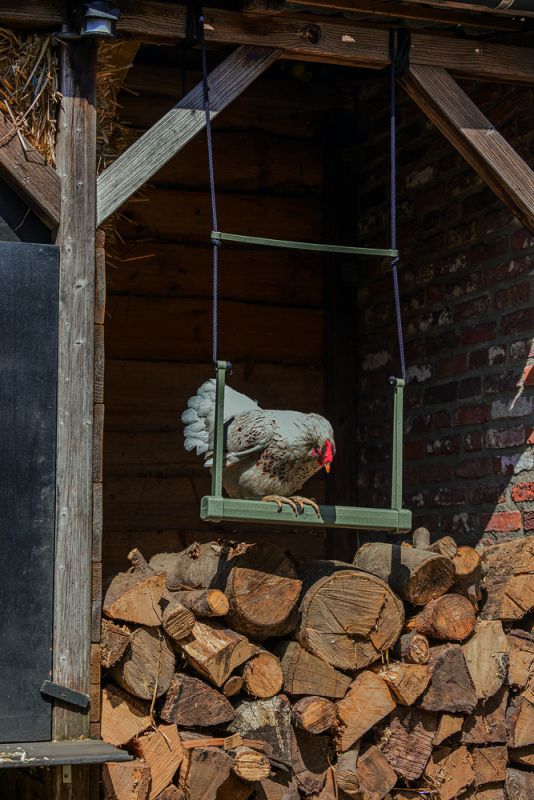 kip schommel hok advies welkoop