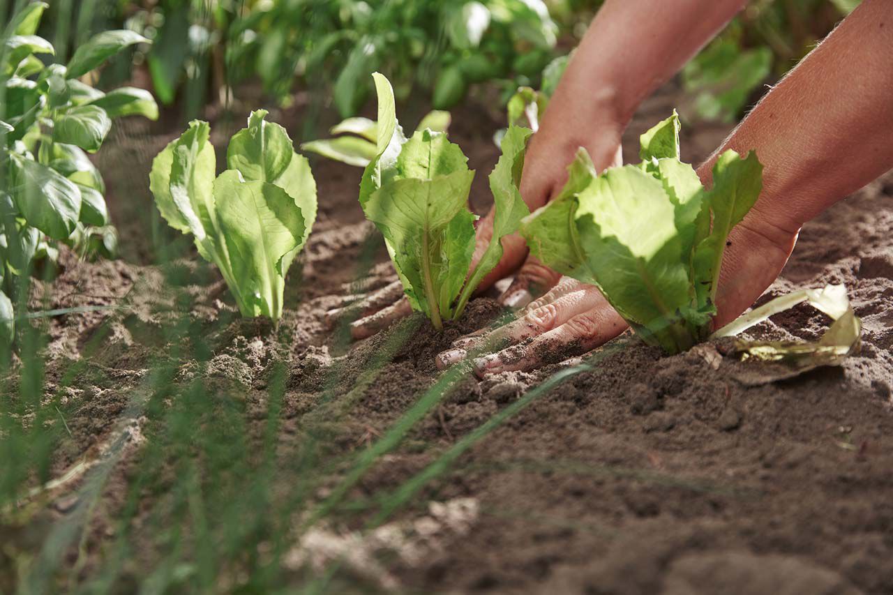 beste accessoires moestuin - advies Welkoop beste accessoires moestuin - advies Welkoop