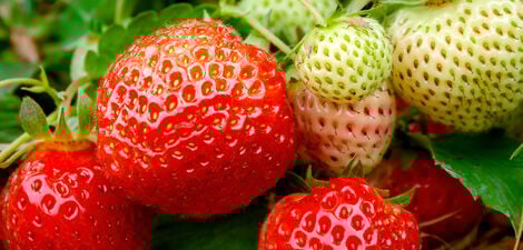 aardbeien smullen uit eigen tuin welkoop aardbeien smullen uit eigen tuin welkoop