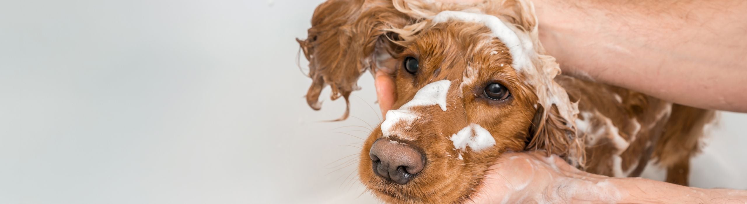 dog wash bij de Welkoop