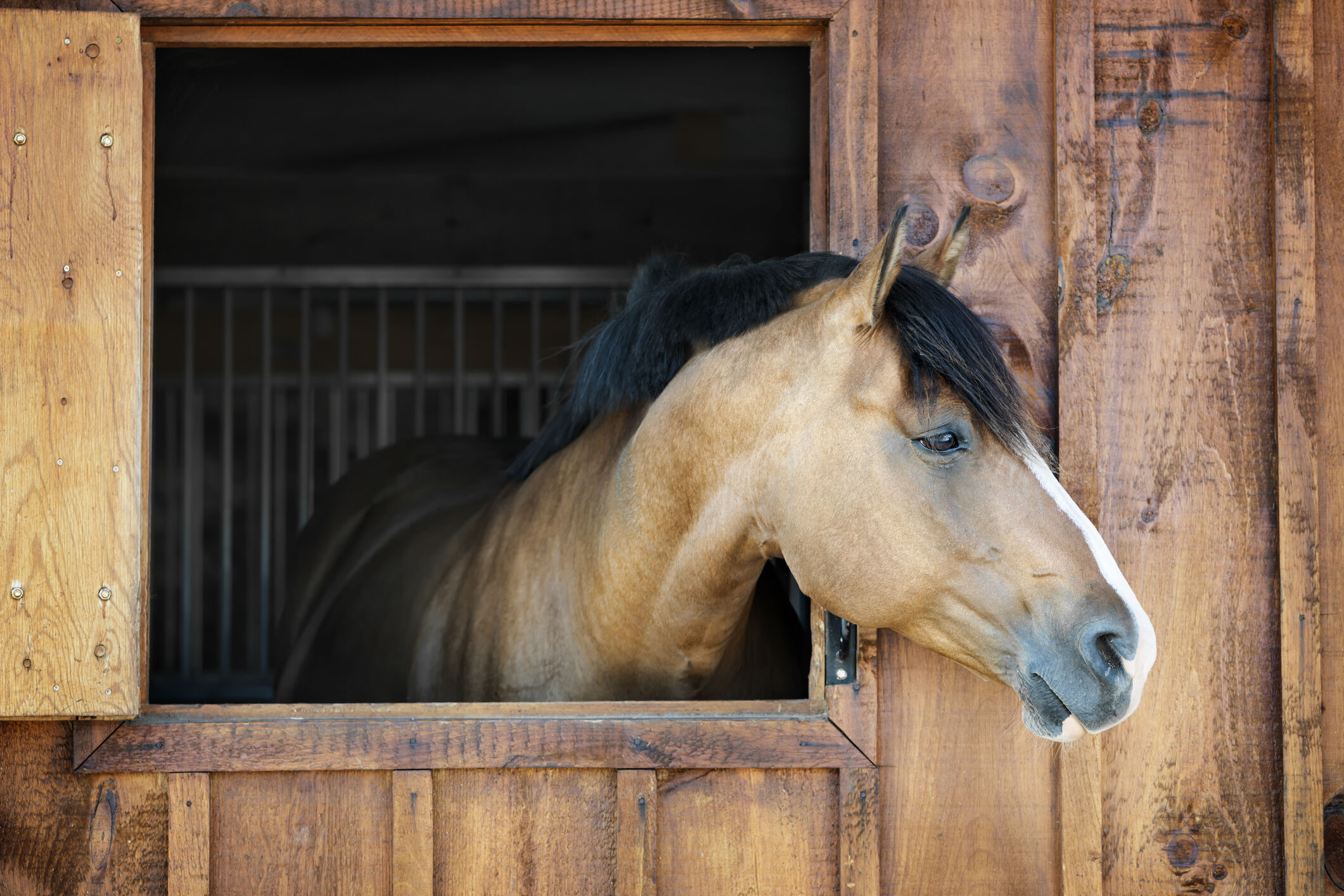 paard ventilatie