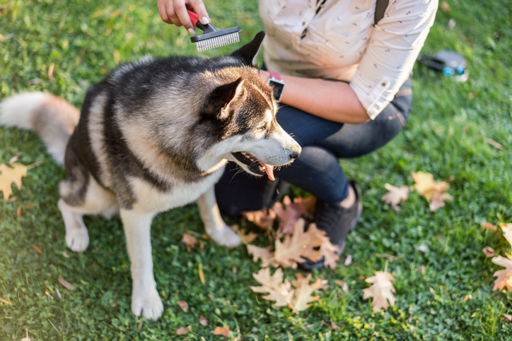 hond kammen vacht welkoop