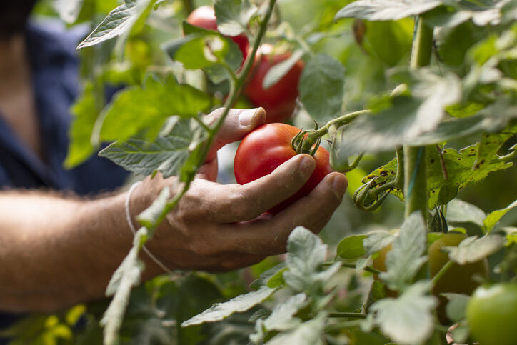 tomaten oogsten
