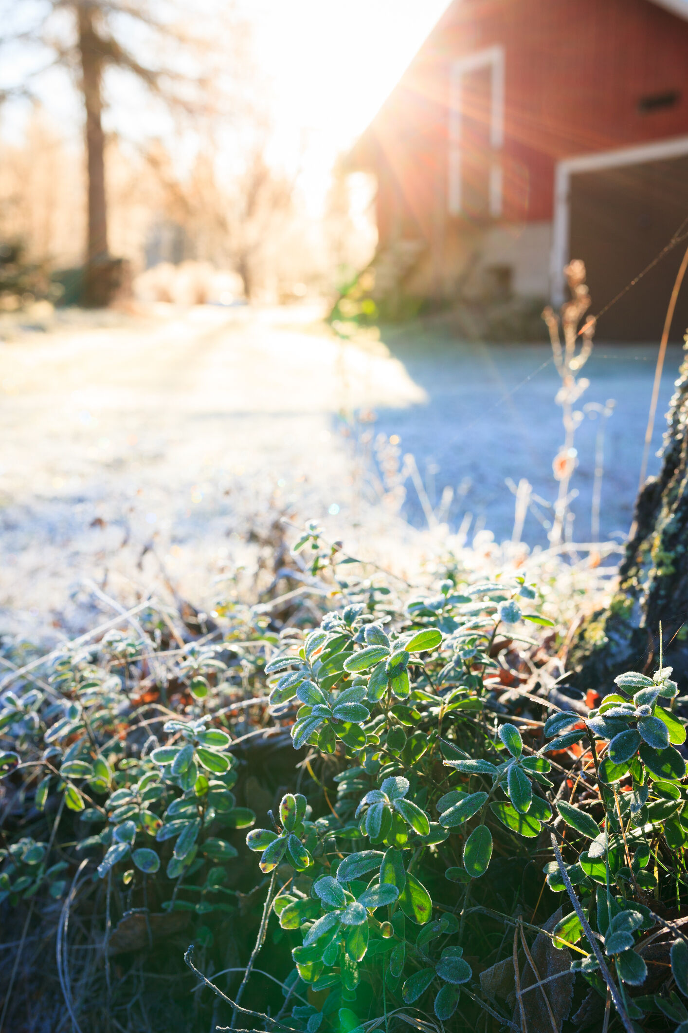 wintertuin