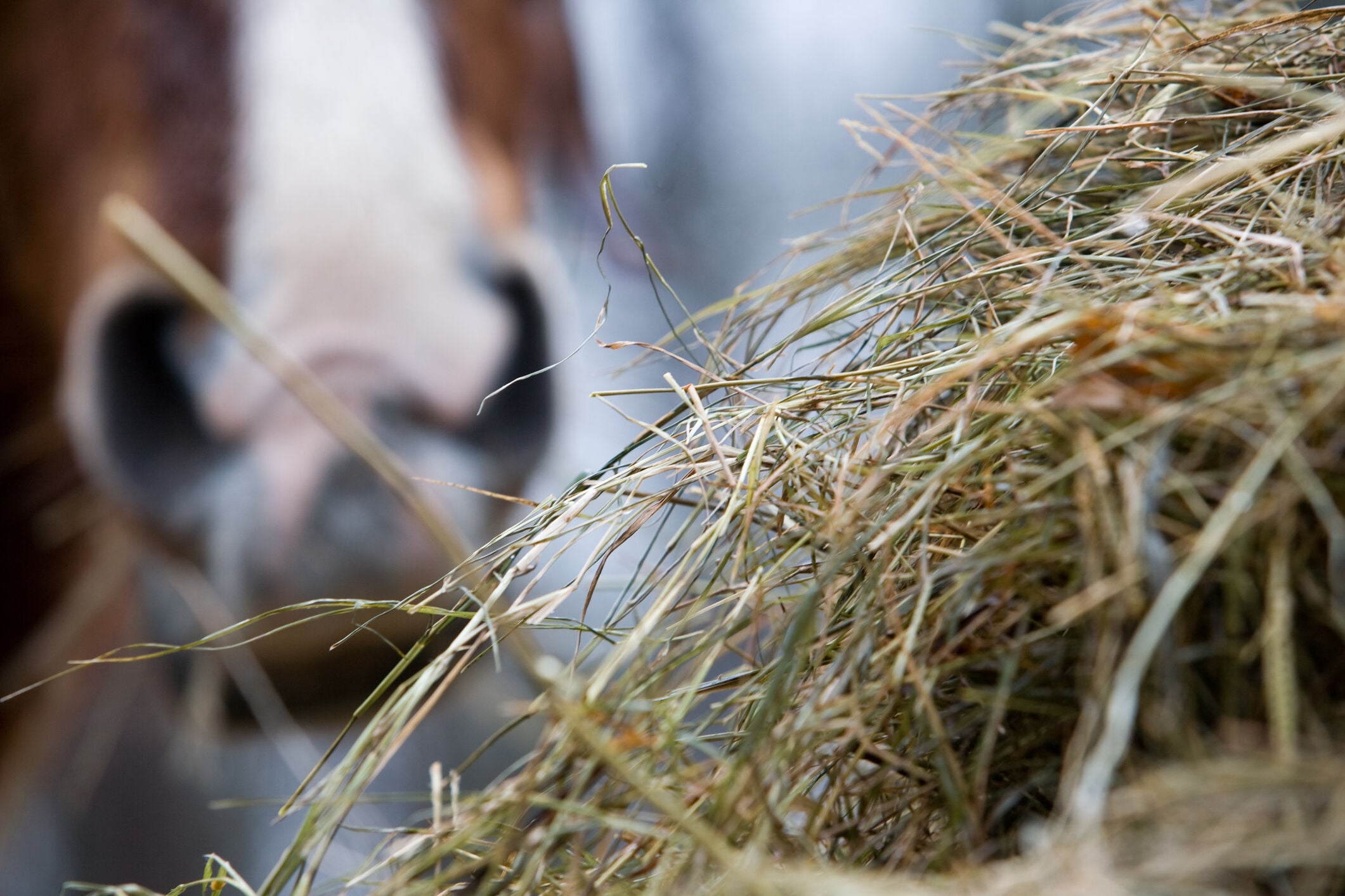 paard voer gebit kauwen advies welkoop