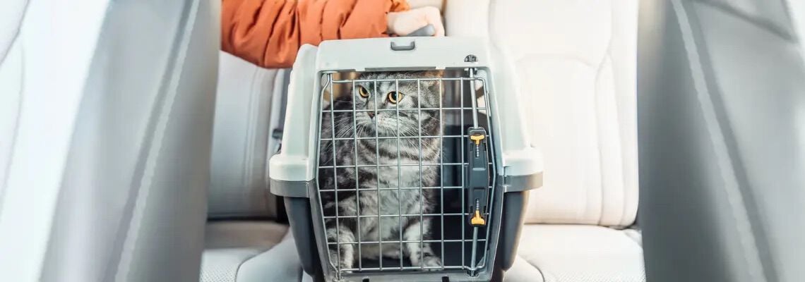 [paste advice page name here]