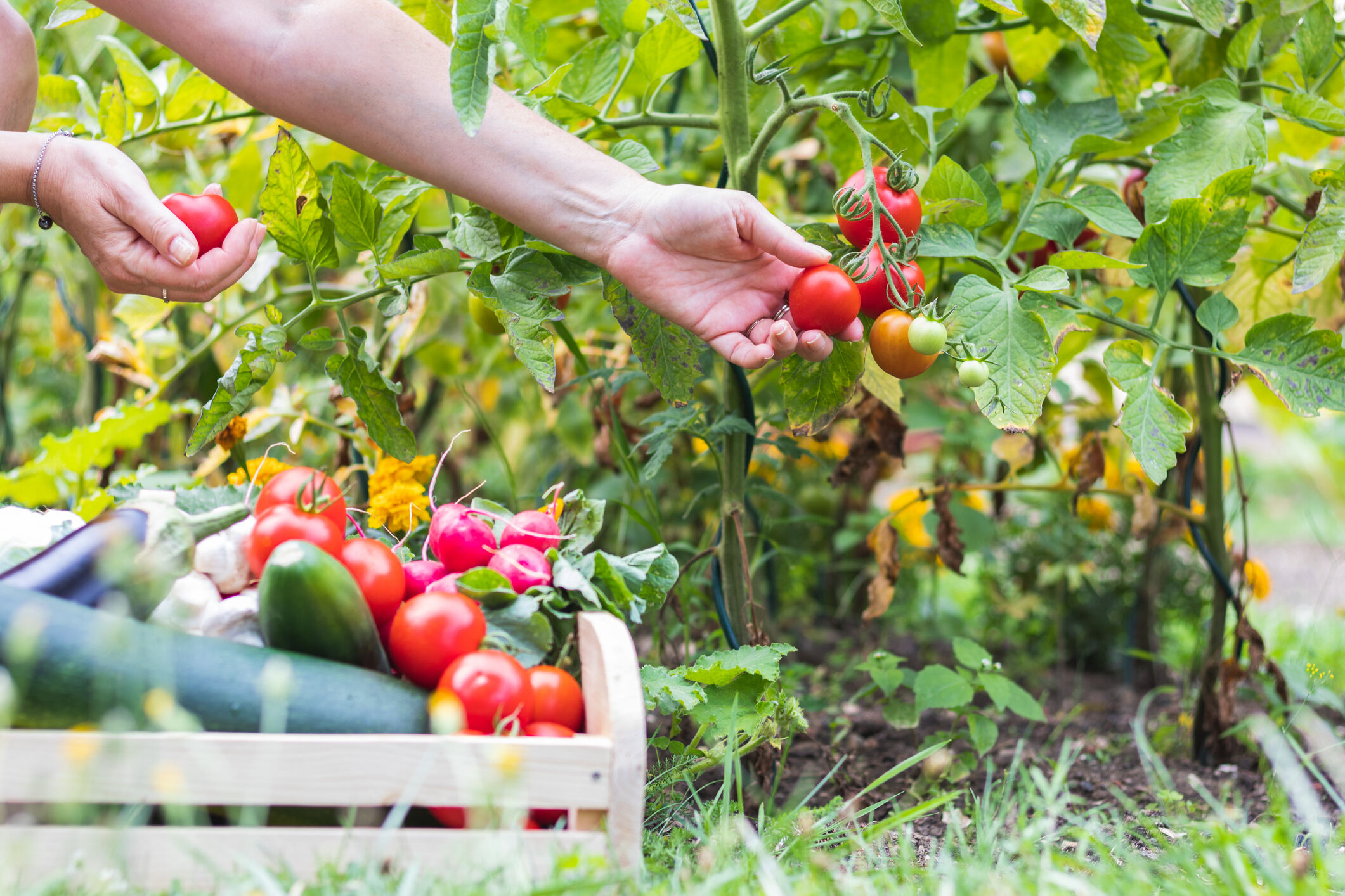 moestuinkalender september