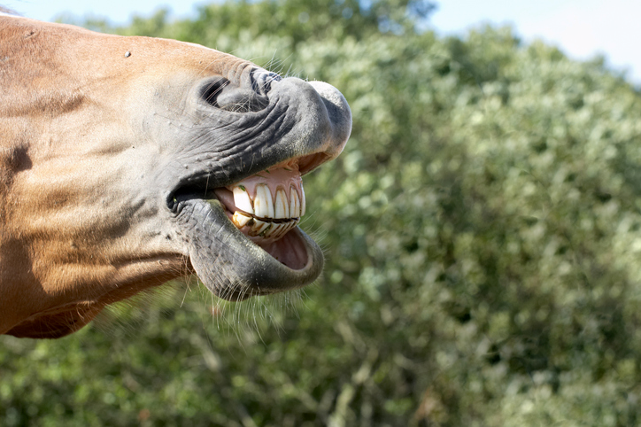 paardengebit advies welkoop