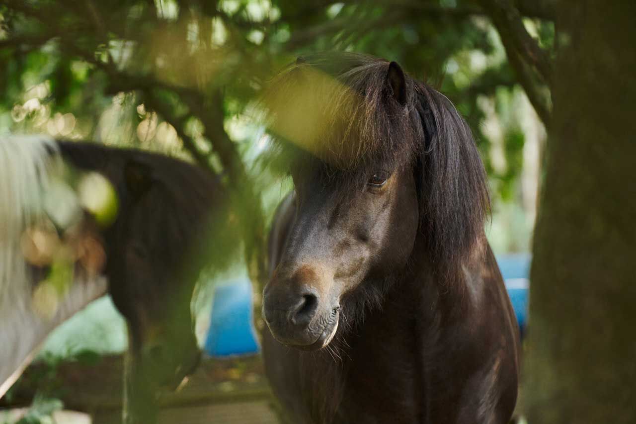 Zomer supplementen paard