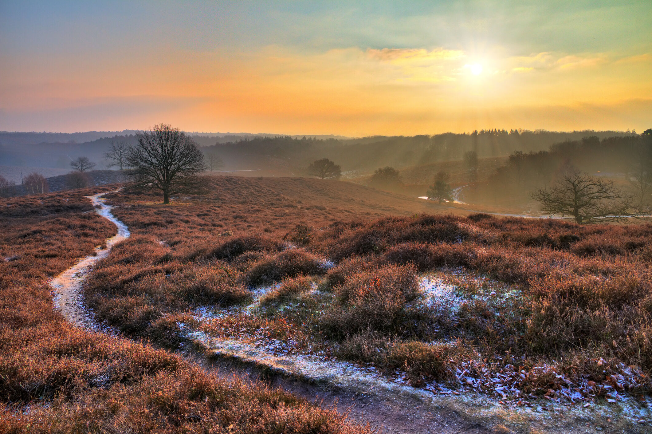 veluwse heide
