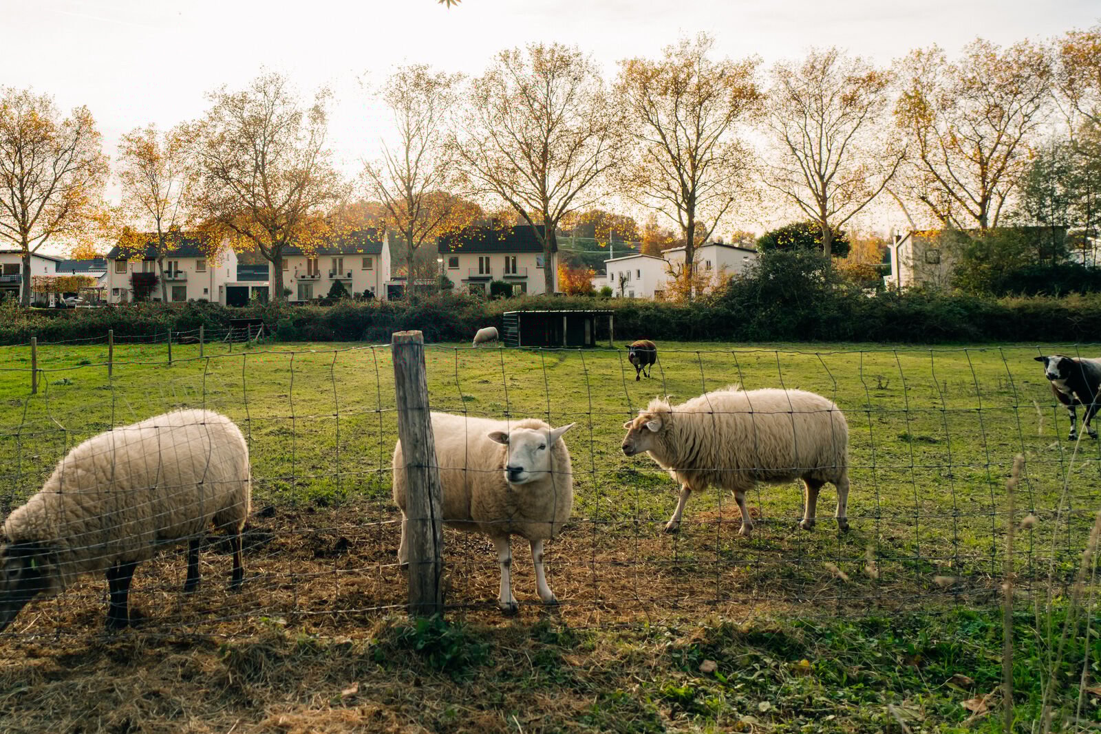 Afrastering voor schapen