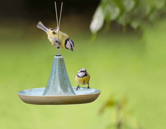 vogelvoer hanger met vogels