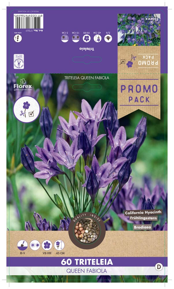 Florex Triteleia/Brodiaea Koningin Fabiola - Bloembollen