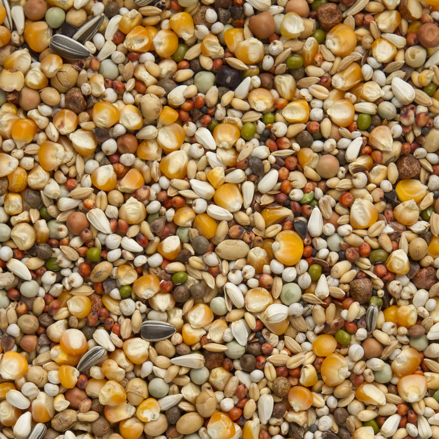 Beyers Premium Super Rui - Duivenvoer - 20 Kilogram