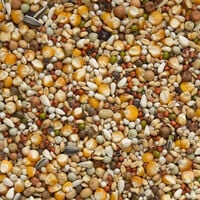 Beyers Premium Super Rui - Duivenvoer - 20 Kilogram