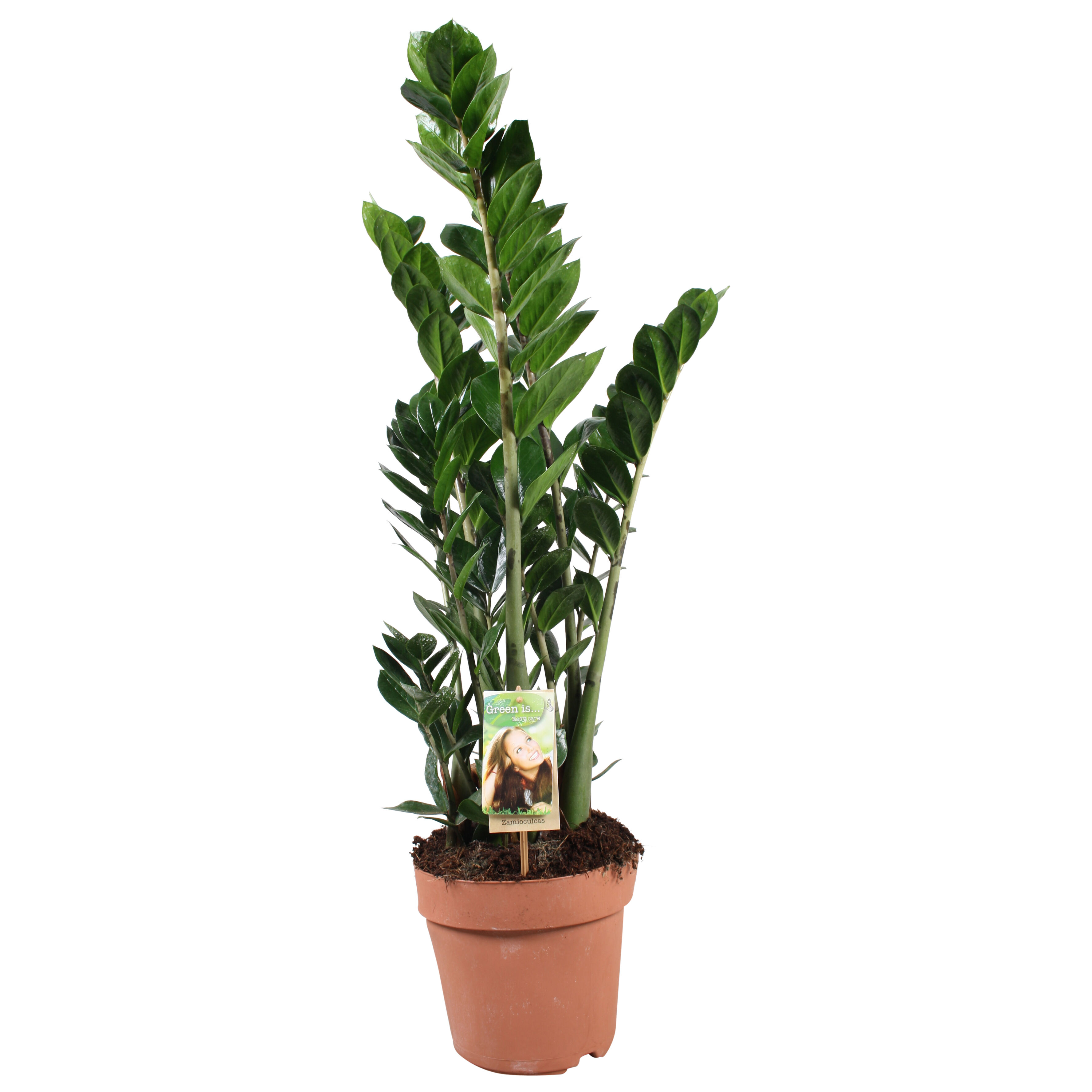 Zamioculcas (ZZ plant) - Kamerplant - 21 cm