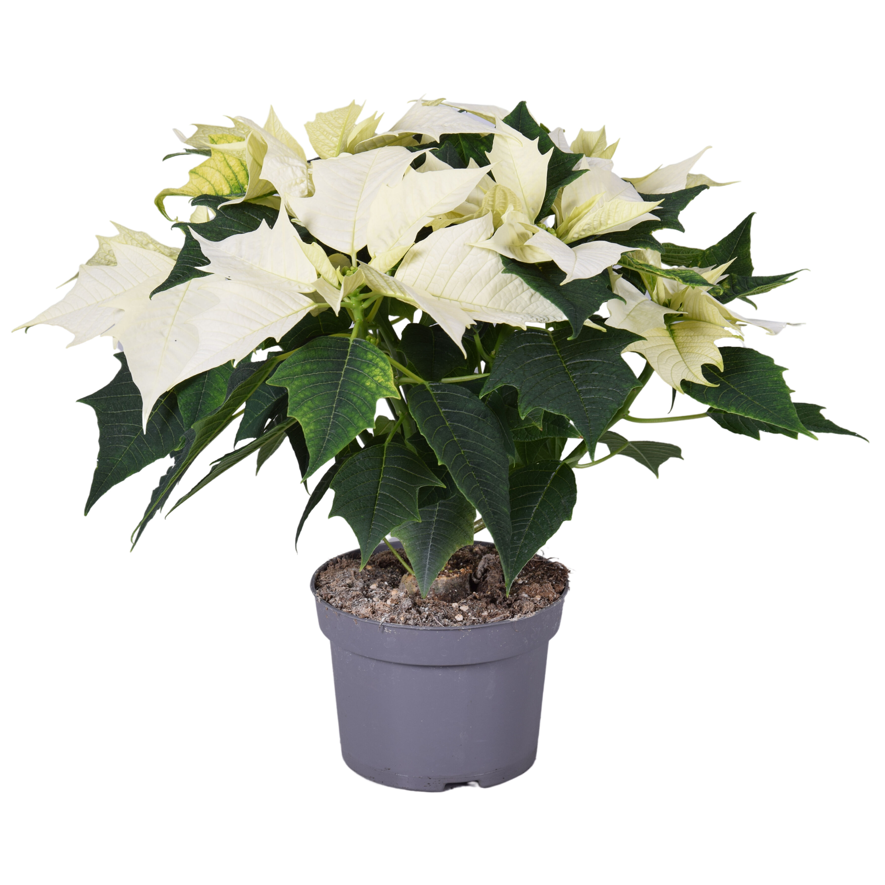 Kerstster (Euphorbia Pulcherrima) - Kamerplant - 13 cm