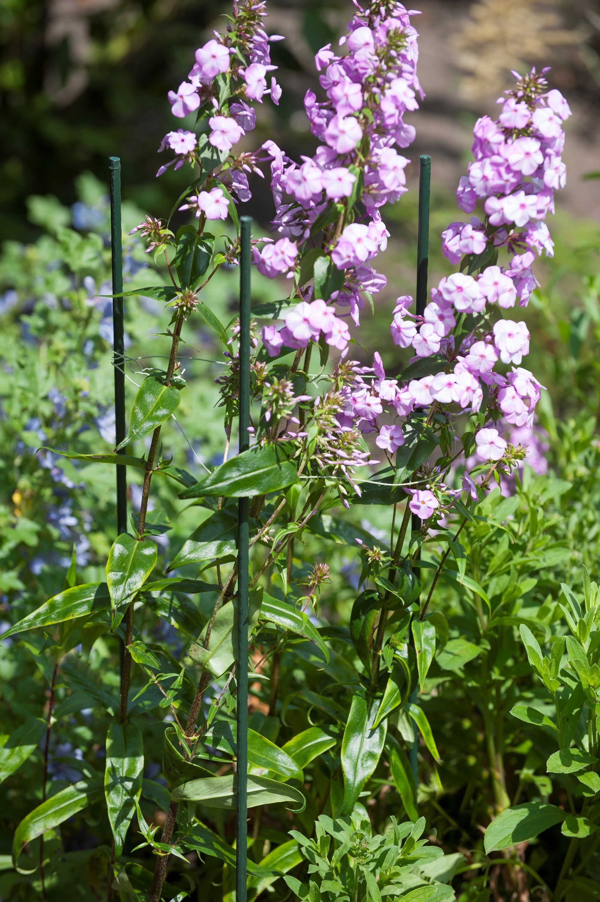 Nature Plantenstok - Klim- en Geleide Artikelen Nature Plantenstok - Klim- en Geleide Artikelen