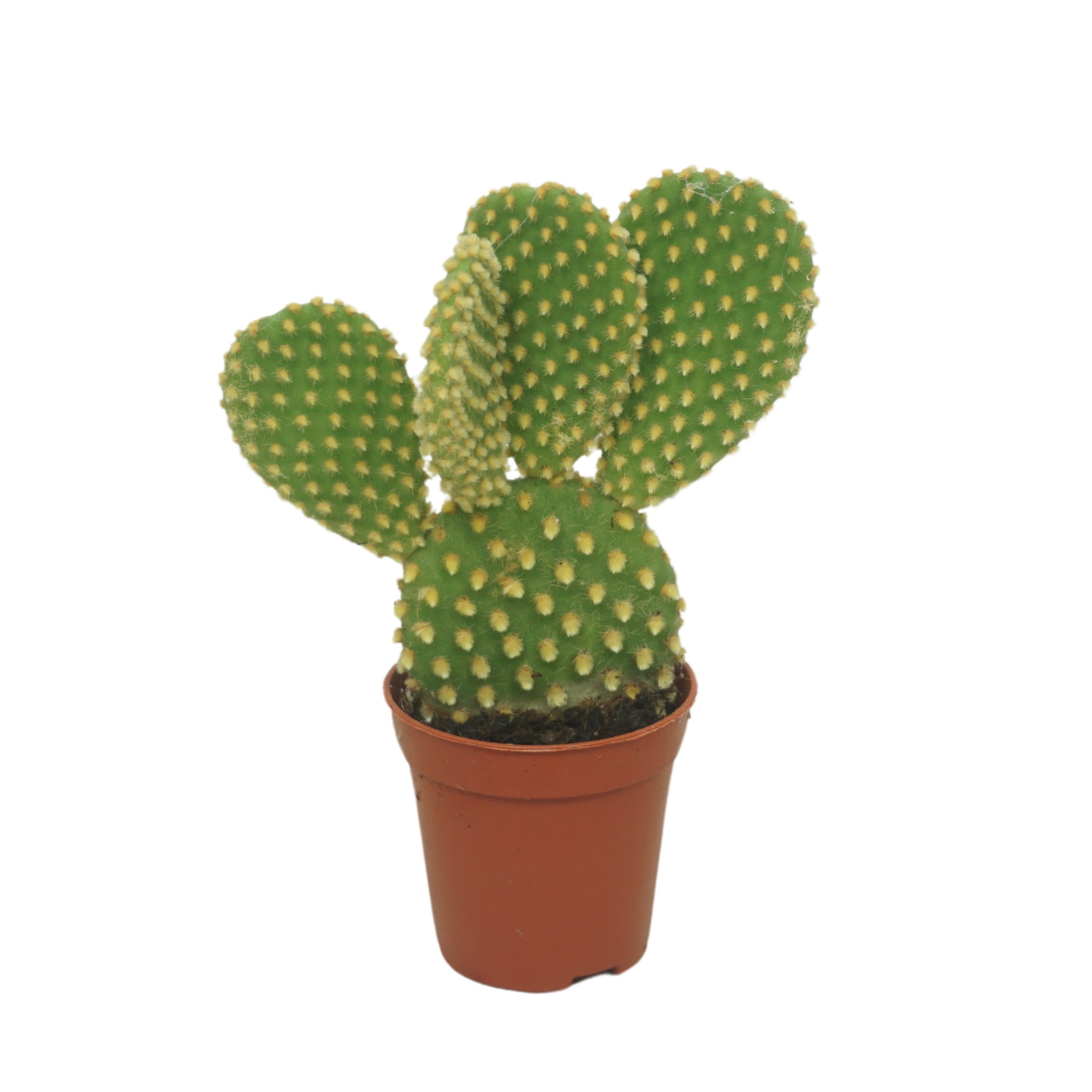 Cactus - Kamerplant - 5.5 cm