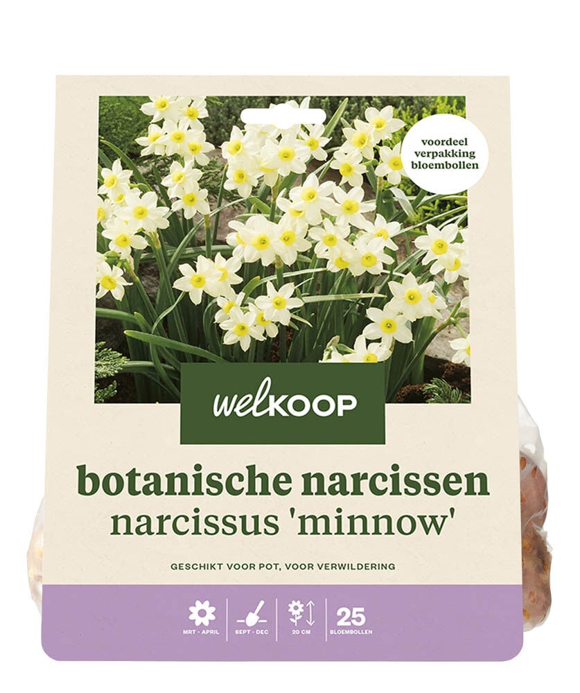 Welkoop Narcis Yenthe - Bloembollen