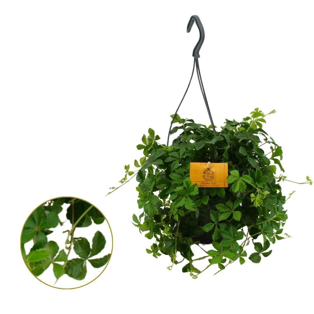 Parthenocissus (Suikerdruifje) in Hangpot - Kamerplant Parthenocissus (Suikerdruifje) in Hangpot - Kamerplant